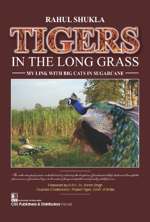 Tigers in the long grass my link with big cats in sugarcane